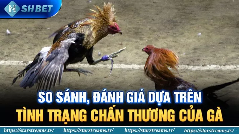 Kinh nghiệm đá gà cựa dao với xác suất thắng lên đến 90% 2 So sánh, đánh giá dựa trên tình trạng chấn thương của gà